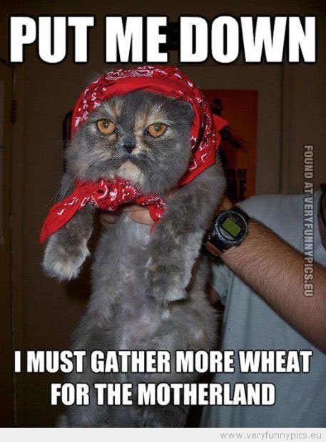 Funny Picture - Russian cat put me down i must gather more wheat for the motherland