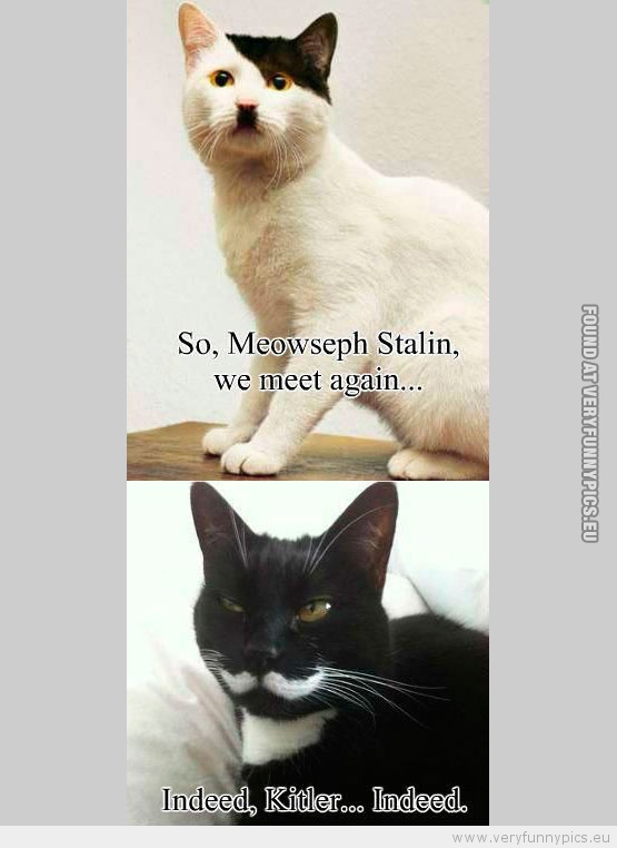 Funny Picture - So, meowseph stalin we meet again, indeed kitler indeed