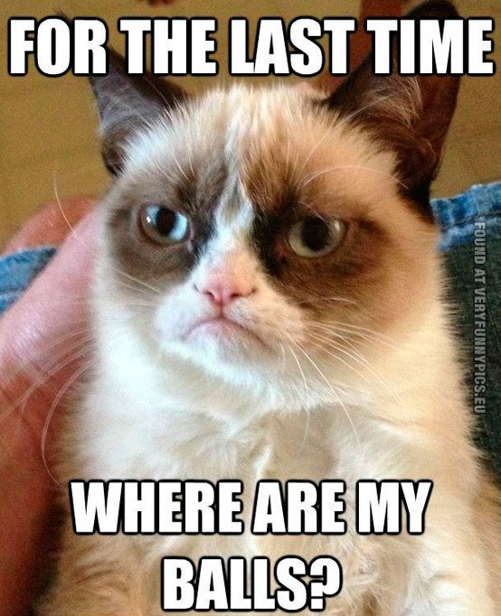 Funny Picture - The worlds grumpiest cat for the last time where are my balls