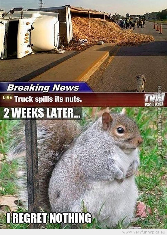 Funny Picture - Truck spills its nuts Squirrel regrets nothing