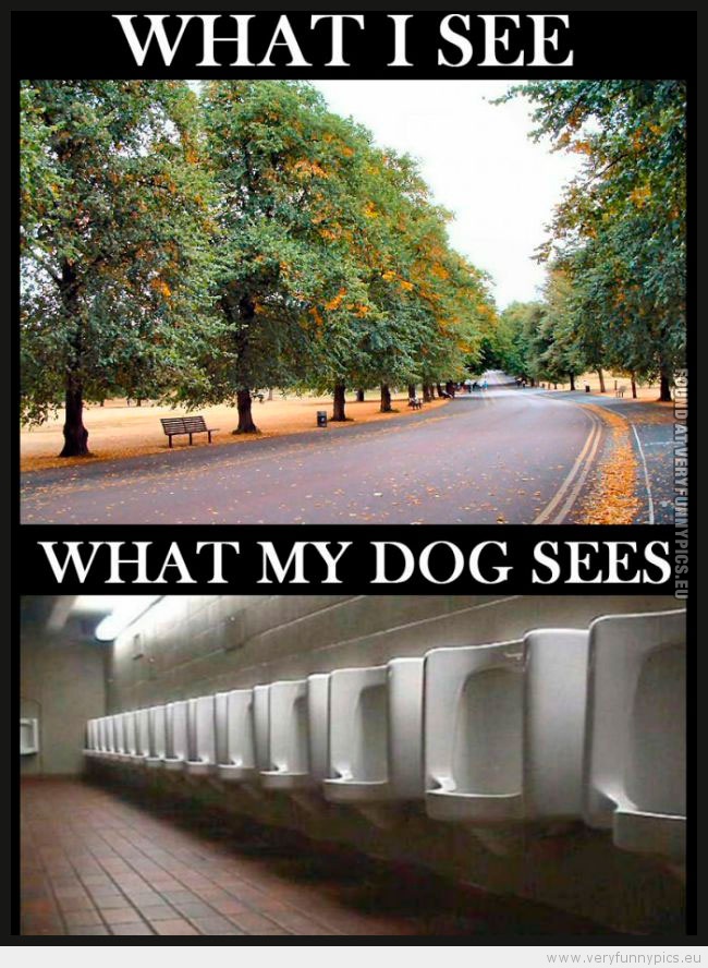 Funny Picture - What i see VS What my doog sees