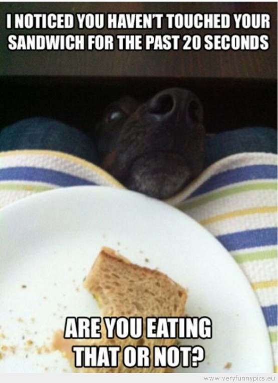 Funny Picture - Begging dog