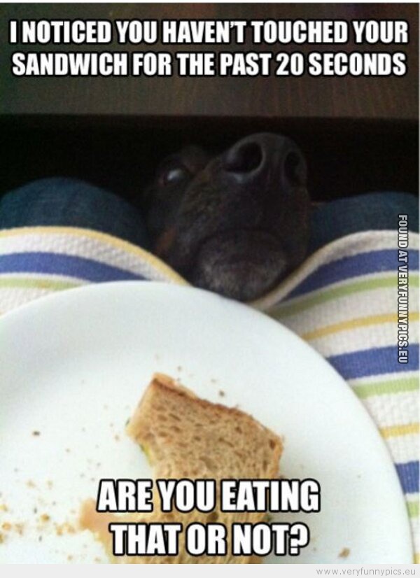 Funny Picture - Begging dog