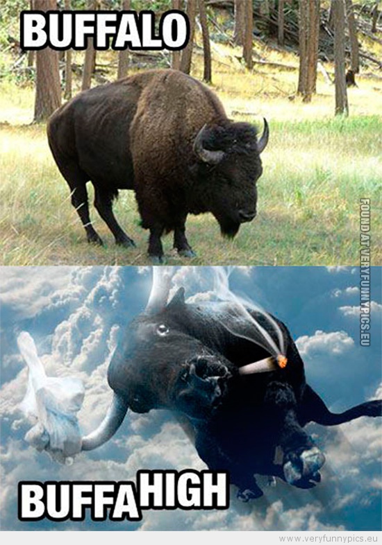 Funny Picture - Buffalo and buffahigh