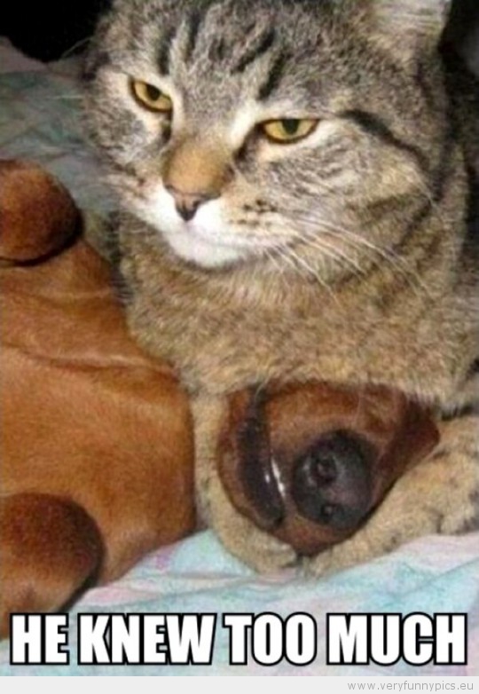 Funny Picture - Cat and dog he knew to much