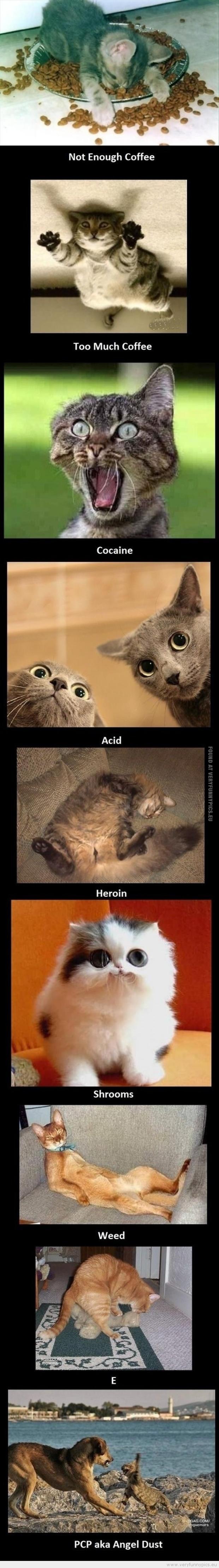 Funny Picture - Cats on drugs