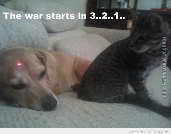 Funny Picture - Dog and cat war starts in 3... 2... 1...