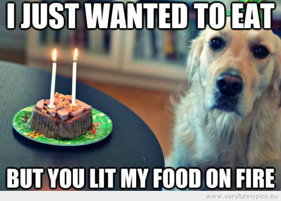 Funny Picture - I just wanted to eat but you lit my food on fire depressed birthday dog
