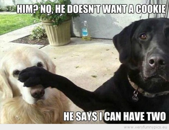 Funny Picture - Two dogs hom no he doesn't want a cookie he says i can have two