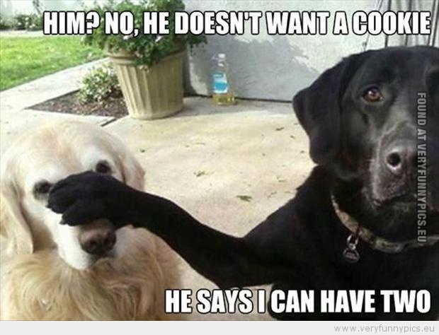 Funny Picture - Two dogs hom no he doesn't want a cookie he says i can have two