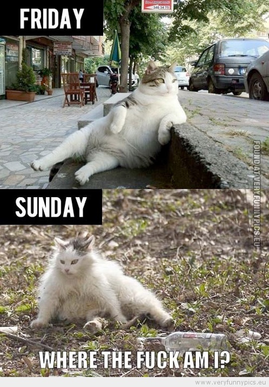 Funny Picture - Cat on friday vs cat on sunday