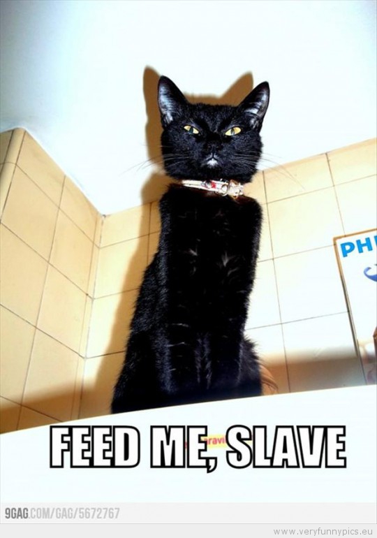 Funny Picture - Cat saying feed me slave
