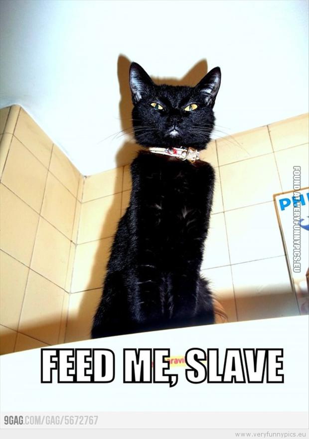 Funny Picture - Cat saying feed me slave