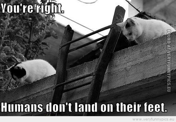 Funny Picture - Youre right humans dont land on their feet 2 cats on the roof