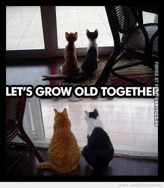 Funny Picture - 2 cats growing old together
