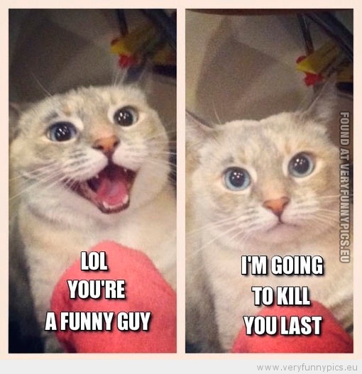 Funny Picture - Cat saying lol you ar a funny guy i'm going to kill you last