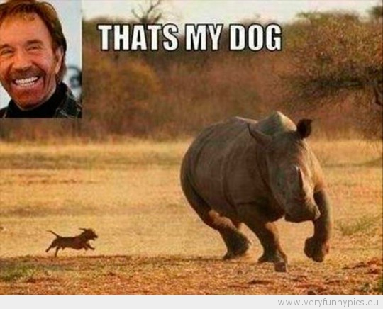 Funny Picture - Chuck norris dog