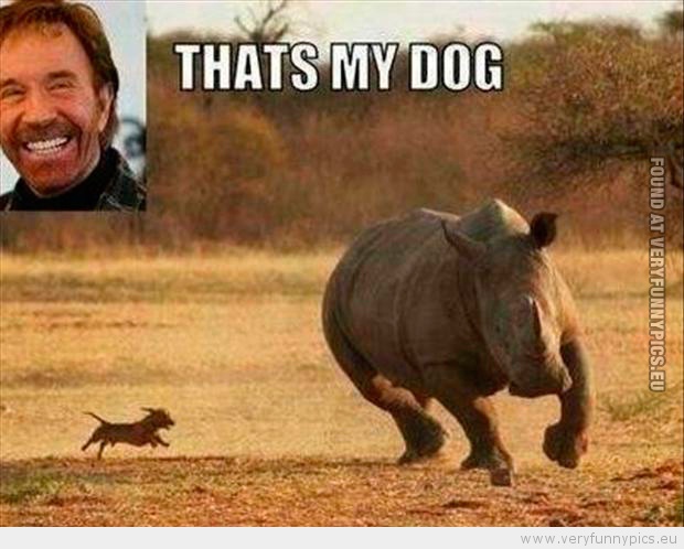 Funny Picture - Chuck norris dog