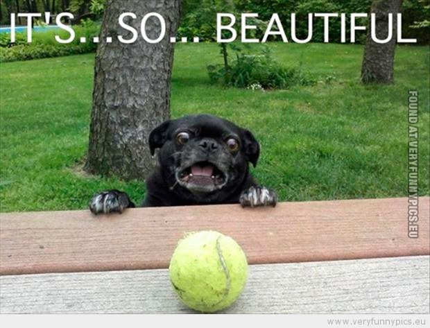 Funny Picture - Dog looking att ball its so beautiful