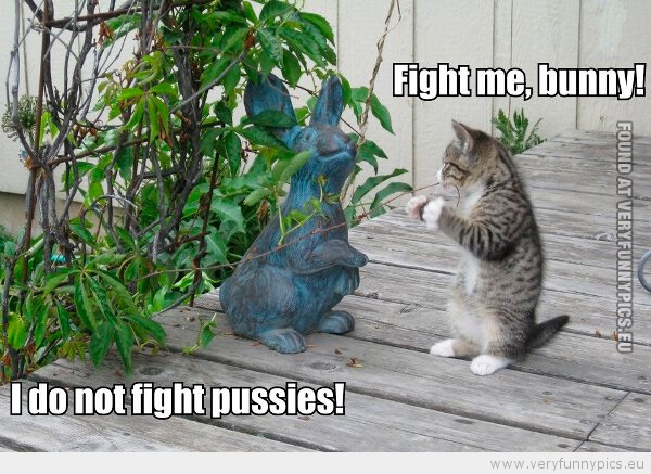 Funny Picture - Fight me bunny - I do not fight pussies