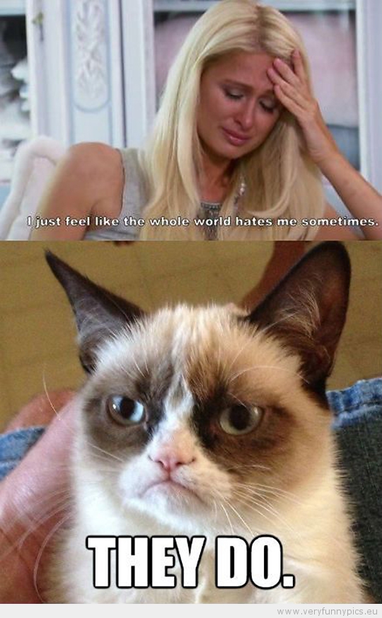 Funny Picture - Grumpy cat hates paris hilton