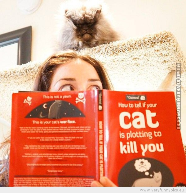 Funny Picture - How to tell if your cat is plotting to kill you