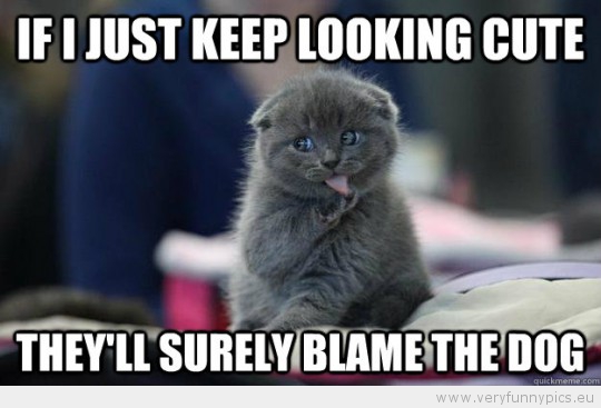 Funny Picture - If i just keep looking cute theyll surely blame the dog