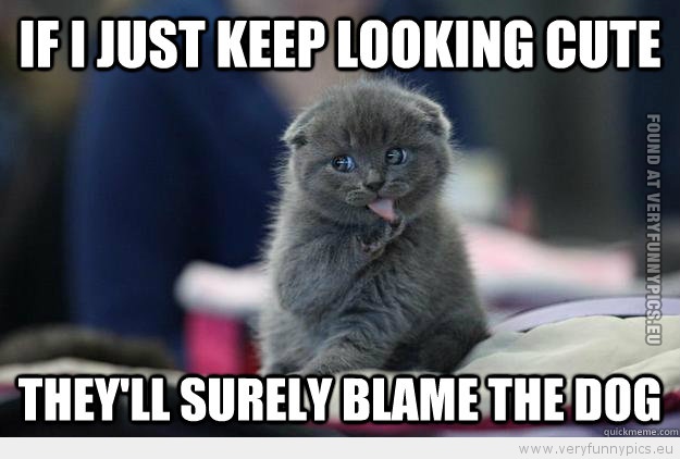 Funny Picture - If i just keep looking cute theyll surely blame the dog