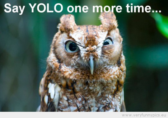 Funny Picture - Owl daring you to say yolo one more time