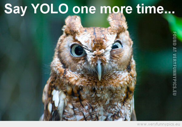 Funny Picture - Owl daring you to say yolo one more time