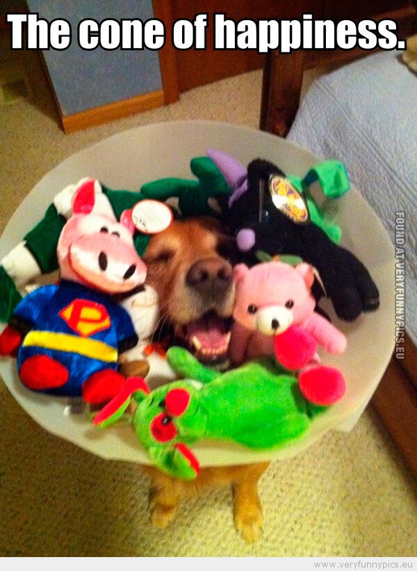 Funny Picture - The cone of happiness