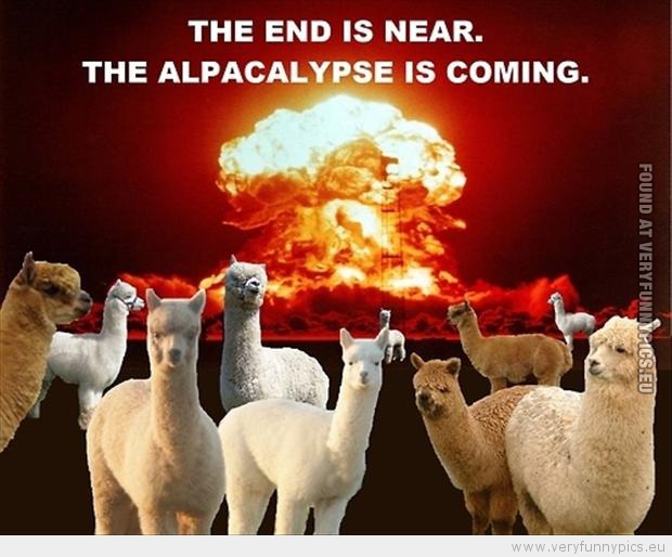 Funny Picture - The end is near the alpacalypse is comming