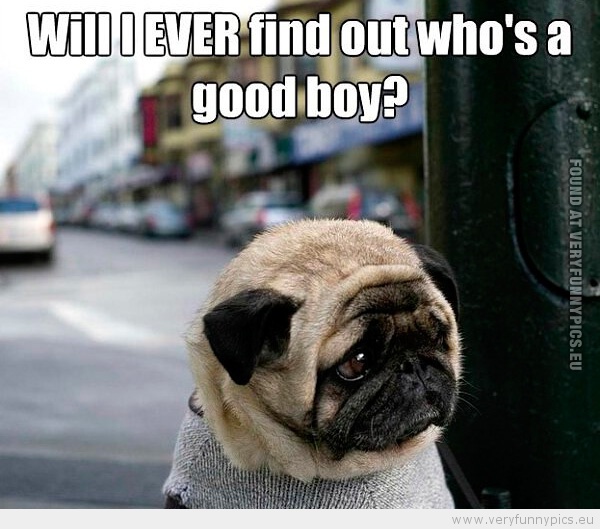 Funny Picture - Will i ever find out who's a good boy