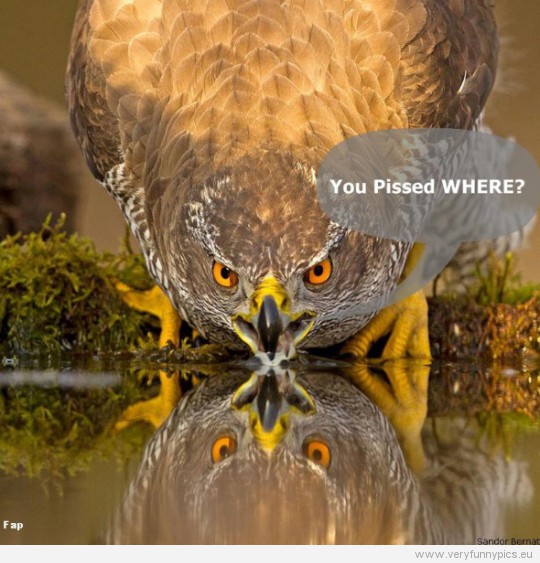 Funny picture - You pissed where owl