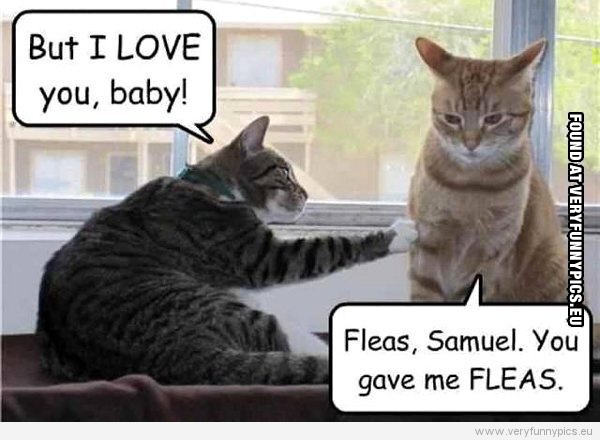 Funny Picture - 2 cats - But i love you baby - Fleas, Samuel, You gave me fleas