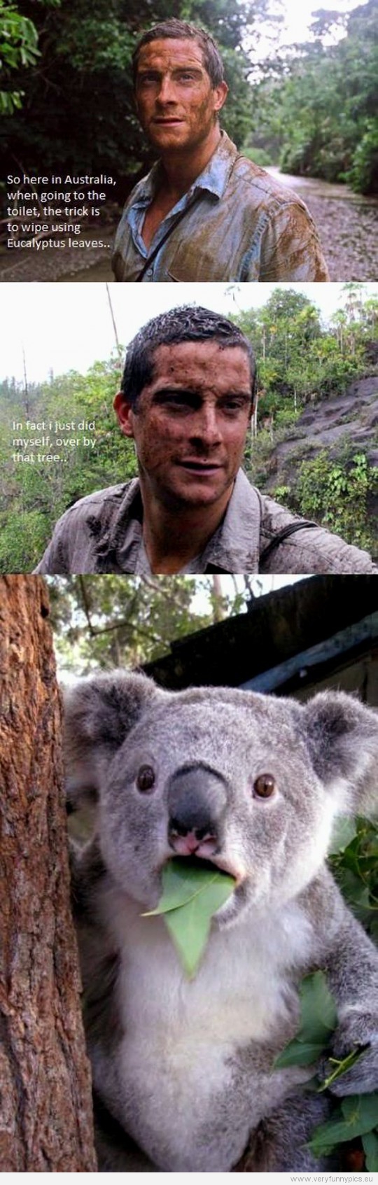 Funny Picture - Bear Grylls wipes his ass using eucalyptus leaves - Koala is shocked