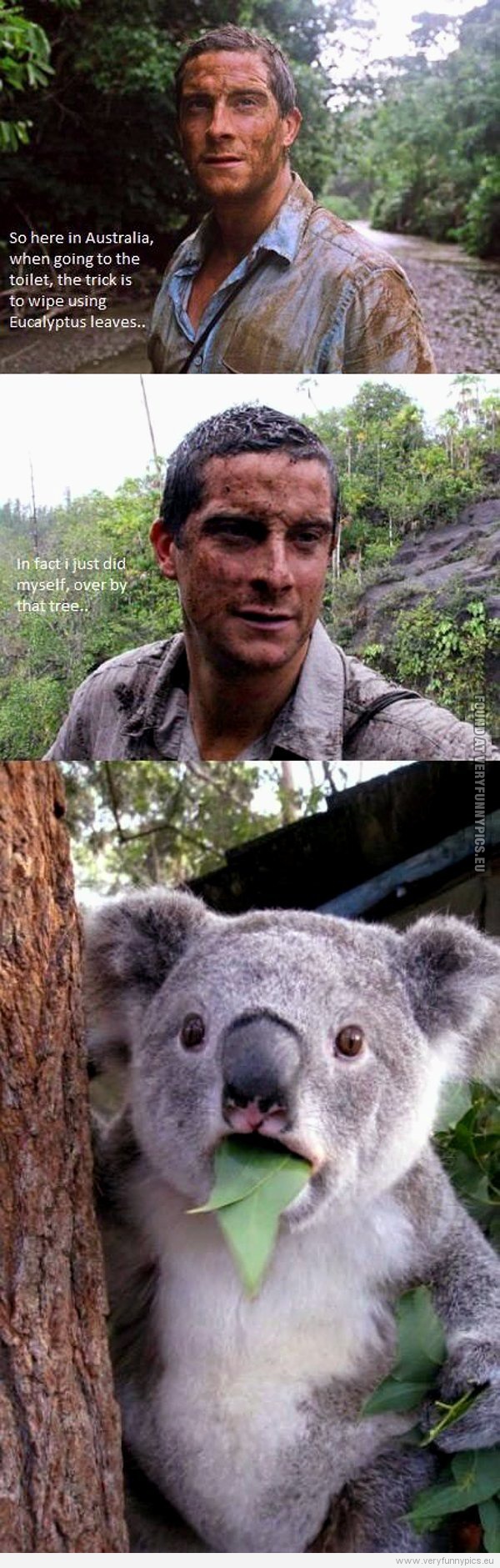 Funny Picture - Bear Grylls wipes his ass using eucalyptus leaves - Koala is shocked