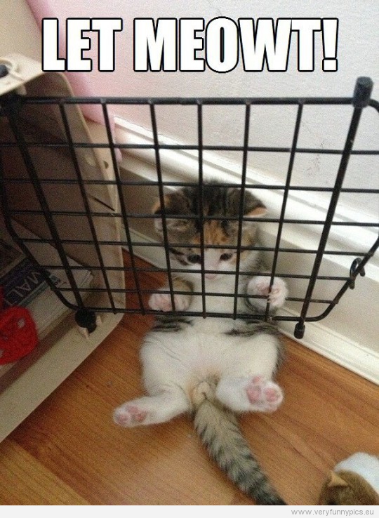 Funny Picture - Cat is trapped - Let meowt