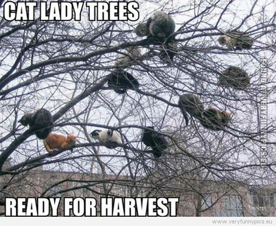 Funny Picture - Cat lady trees ready for harvest