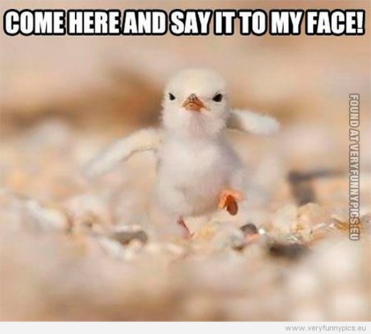 Funny Picture - Chicken saying come here and say it to my face