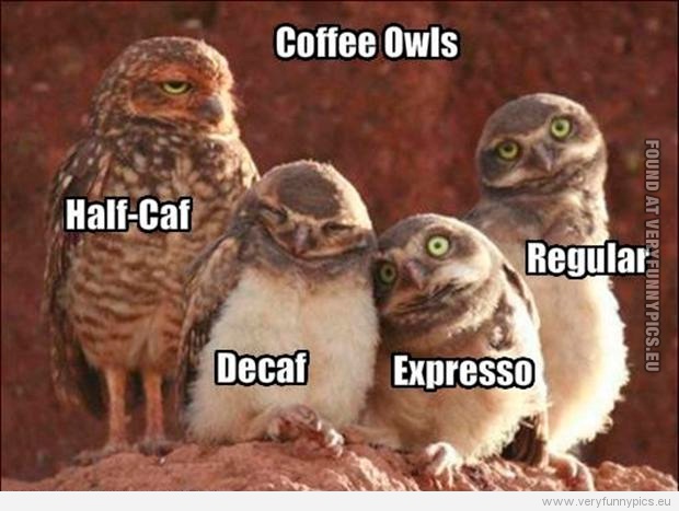 Funny Picture - Coffee Owls
