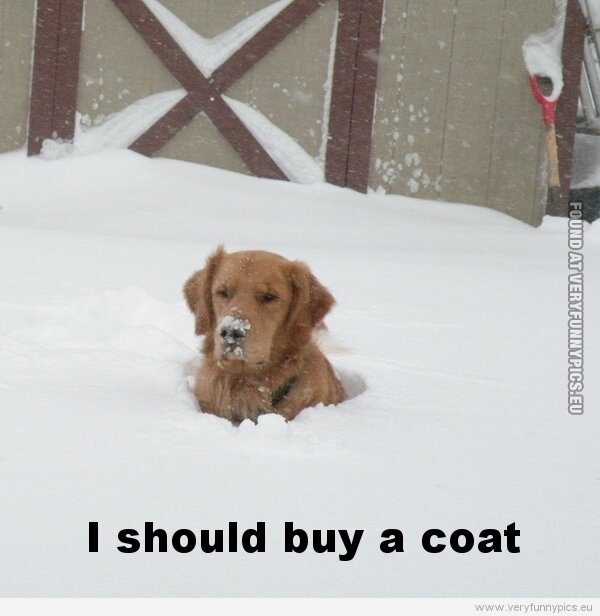 Funny Picture - Dog in snow - I should buy a coat