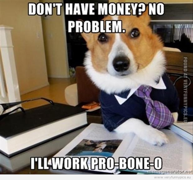 Funny Picture - Dog working pro-bone-o