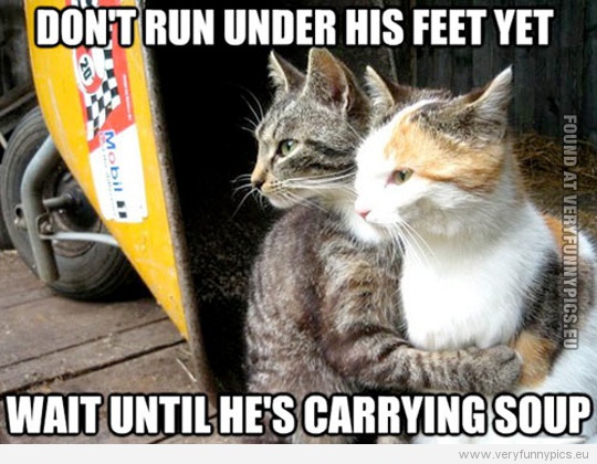 Funny Picture - Don't run under his feet yet, wait untill he's carrying soup cat