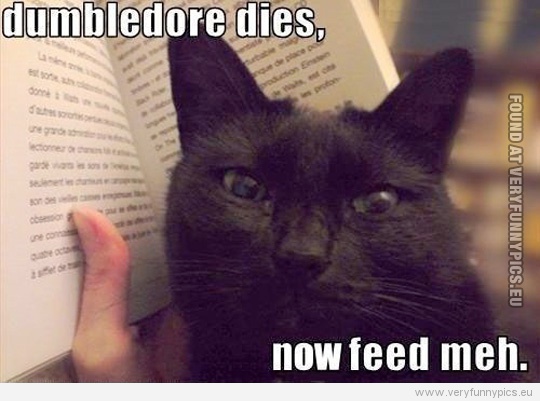 Funny Picture - Dumbledore dies, now feed me. Spoiler cat.