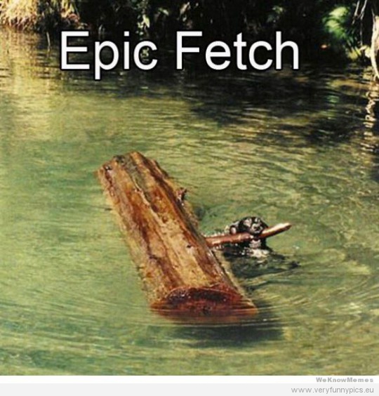Funny Picture - Epic fetch