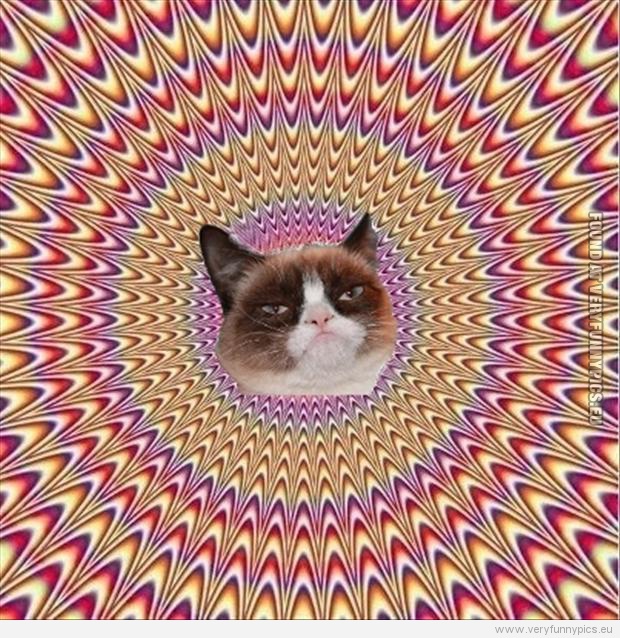 Funny Picture - Grumpy cat on drugs - The king of internet