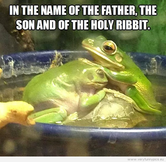 Funny Picture - In the name of the father, the son and of the holy ribbit