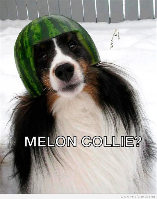 Funny Picture - Melon Collie
