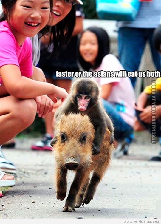 Funny Picture - Monkey riding a pig - Faster or the asians will eat us both